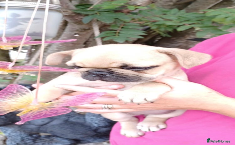 Frug dogs - Advert 1