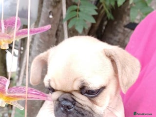 Frug dogs - Advert 3