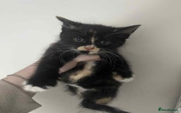 Mixed Breed cats for sale: Kittens for sale  - Image 4
