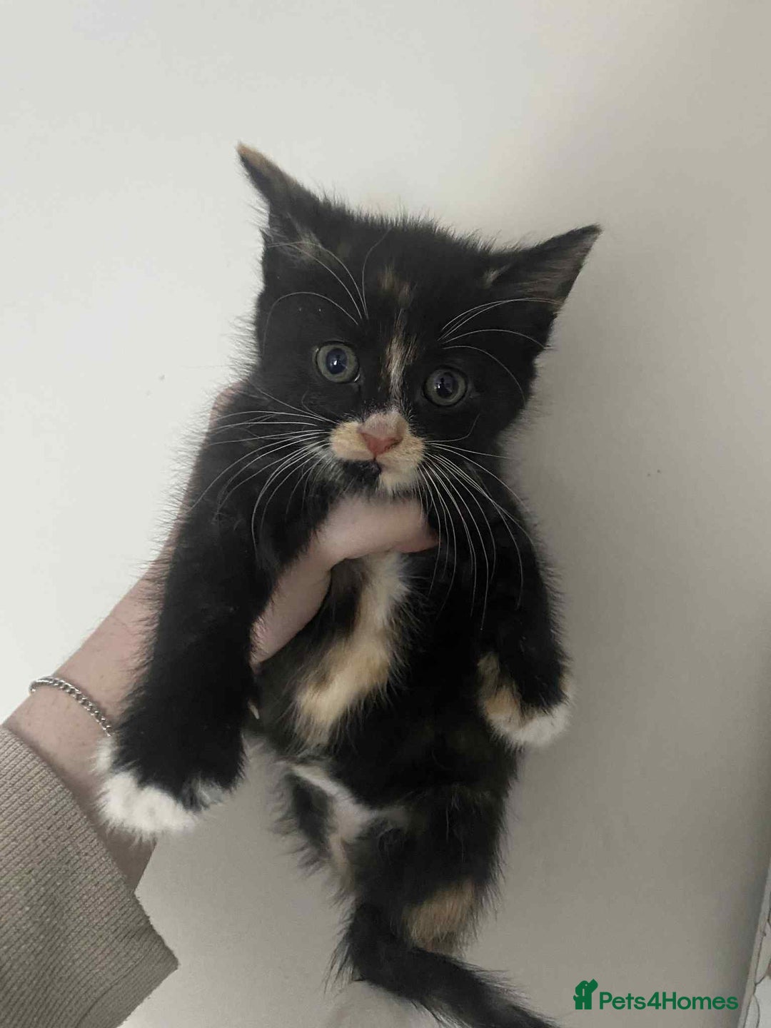 Mixed Breed cats for sale: Kittens for sale  - Image 4