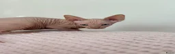 Sphynx cats for sale: Canadian sphynx kittens  - Advert 6