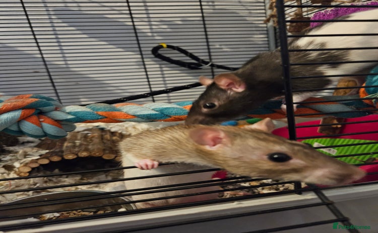 Rat rodents - Advert 1