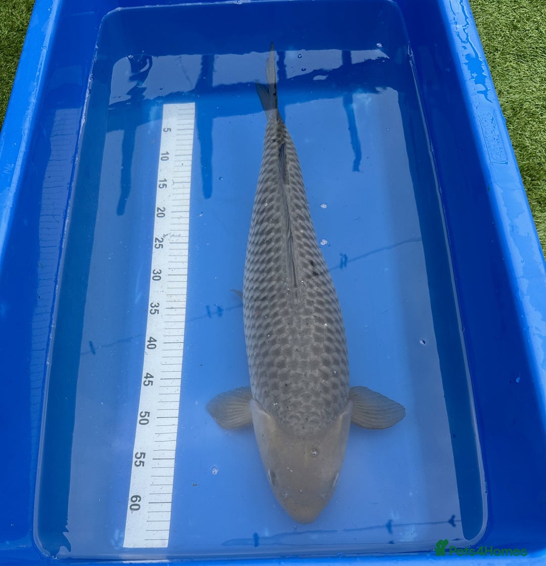 Koi Carp fish for sale: Pond Clearance - Image 11