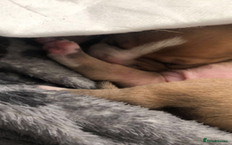 Staffordshire Bull Terrier dogs for sale: 1 boy 1 girl puppy  - Image 3