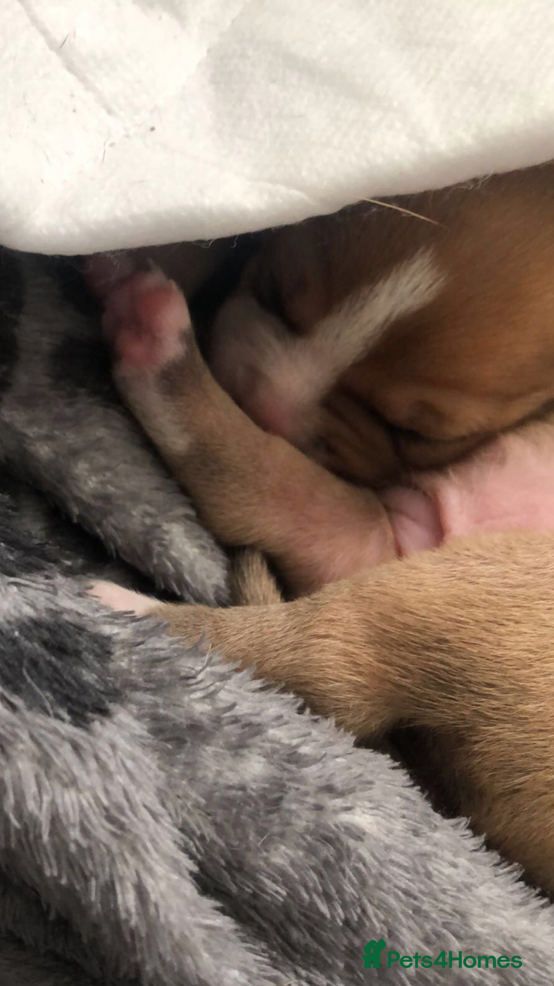 Staffordshire Bull Terrier dogs for sale: 1 boy 1 girl puppy  - Image 3