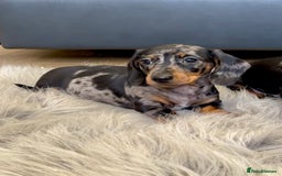 Dachshund dogs for sale: Miniature Dachshund female puppy  - Image 3