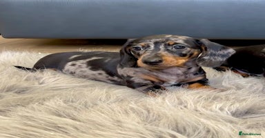 Dachshund dogs - Advert 1