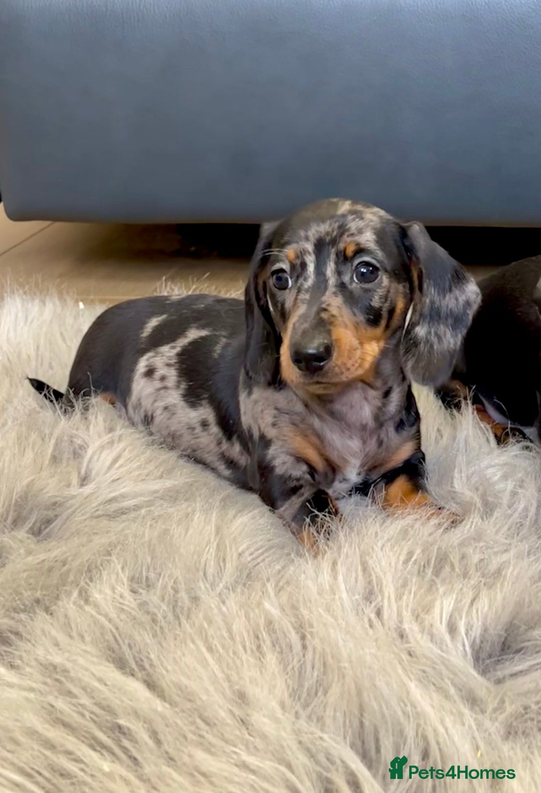 Dachshund dogs for sale: Miniature Dachshund female puppy  - Image 3