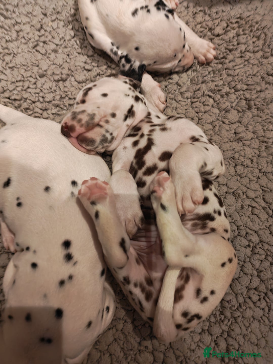 Dalmatian dogs for sale: Ready now - Champion Boys in the making!! - Advert 9