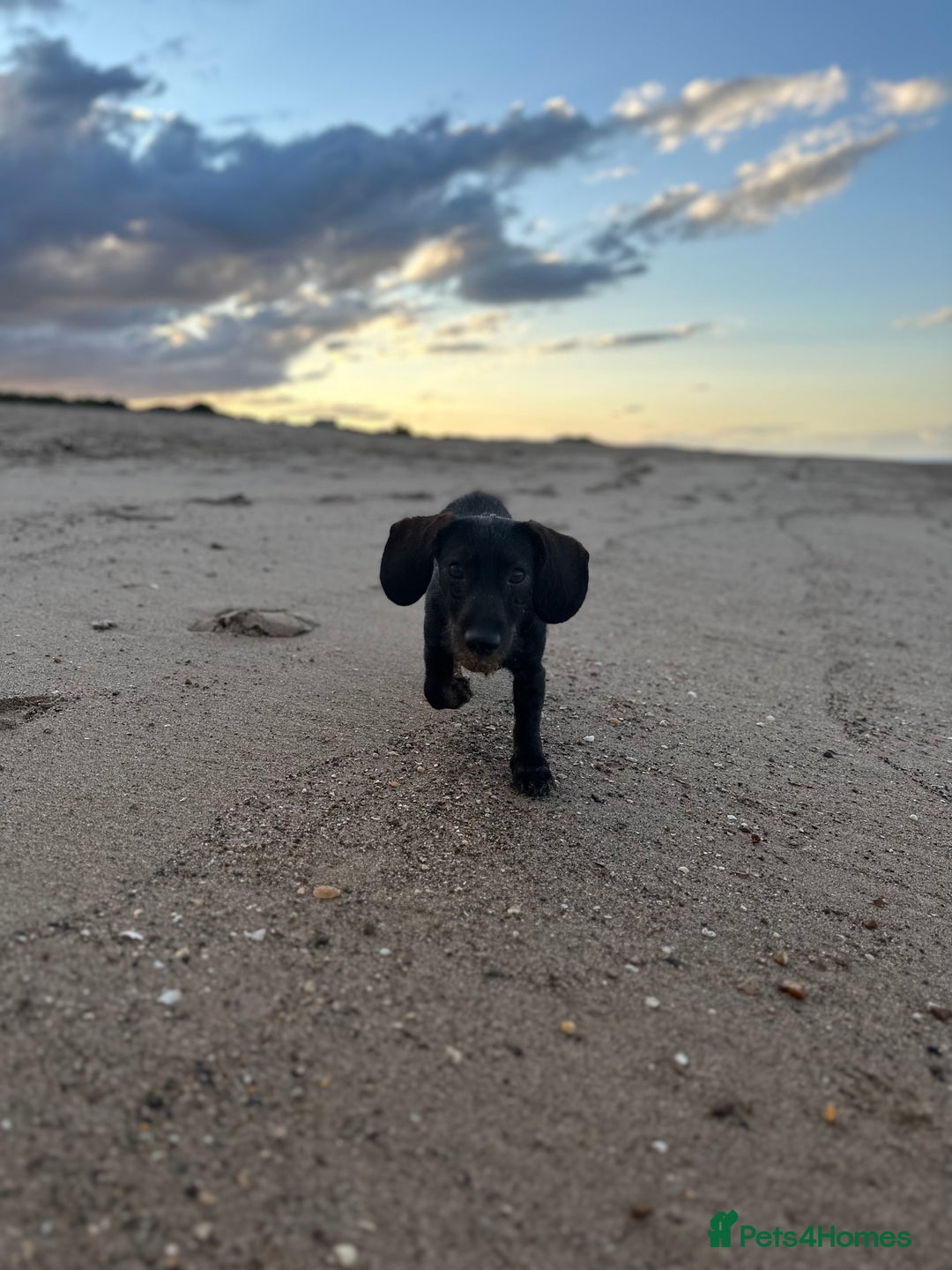 Dachshund dogs for stud: STUD Dachshund wired haired boy  in Rotherham - Advert 3