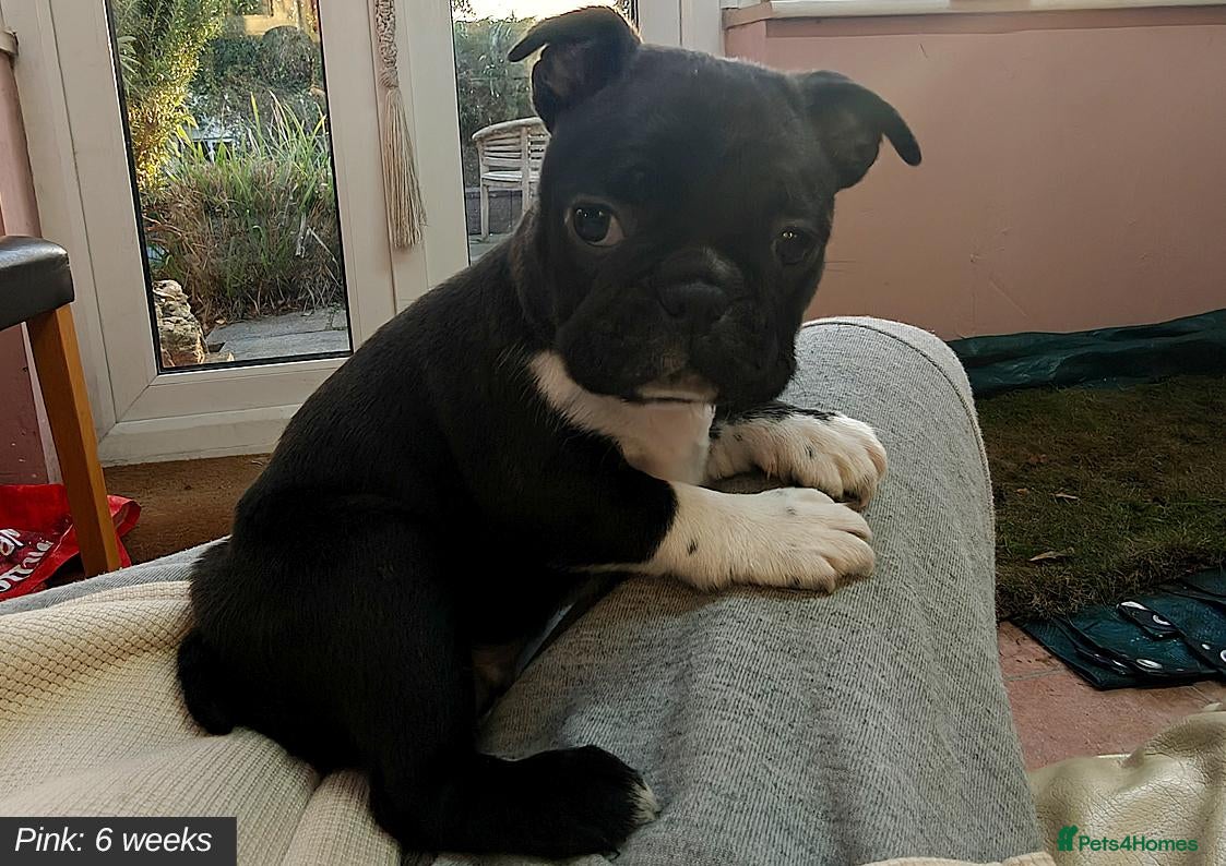 Mixed Breed dogs for sale: Boston Cross Pups Looking for Their Forever Home - Advert 8