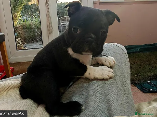 Mixed Breed dogs for sale: Boston Cross Pups Looking for Their Forever Home - Advert 8