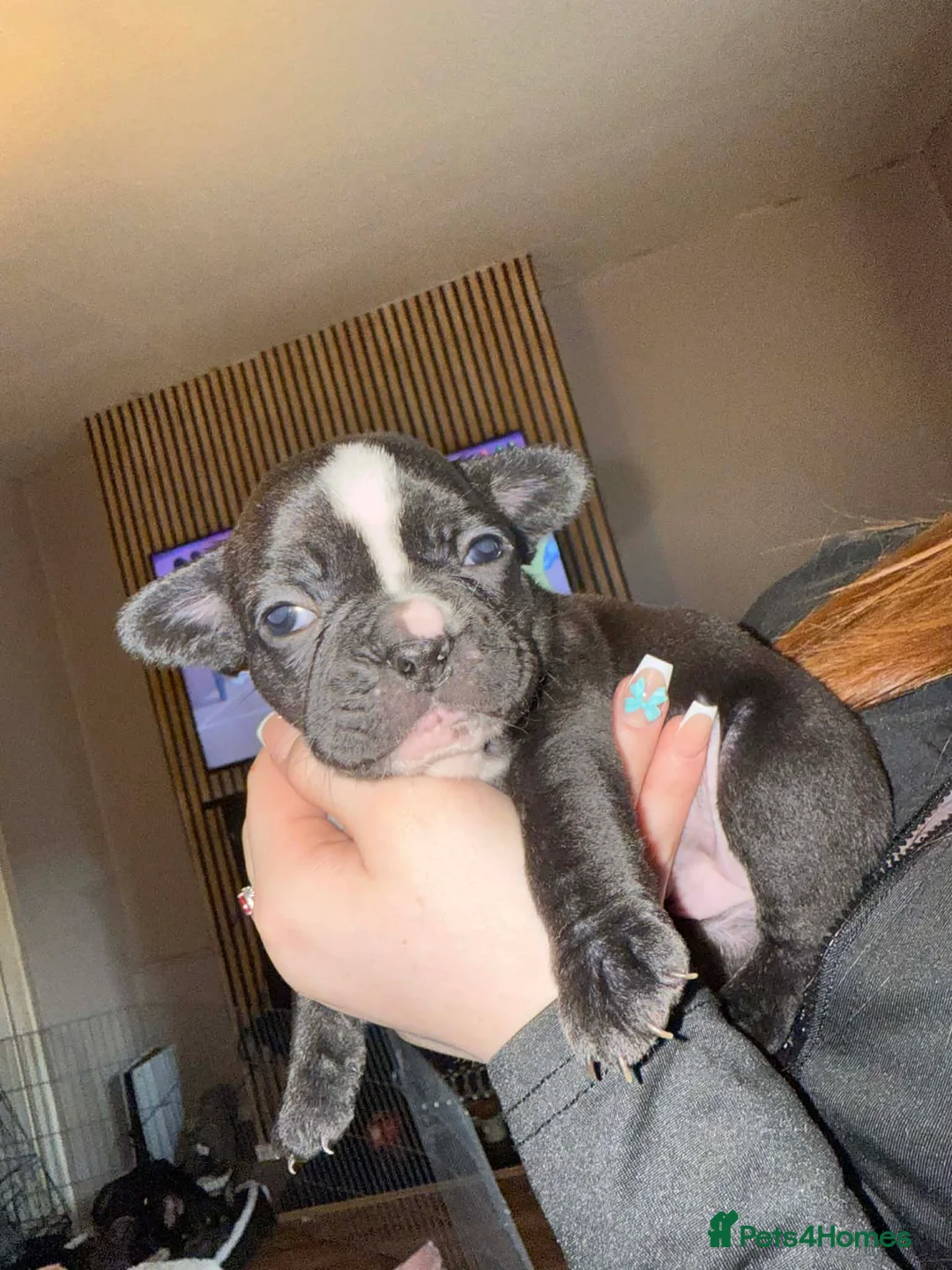 French Bulldog dogs for sale: 3 French bulldog puppies  - Advert 8