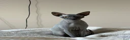 Sphynx cats for sale: 2 girl sphynx cats in Havant - Advert 3