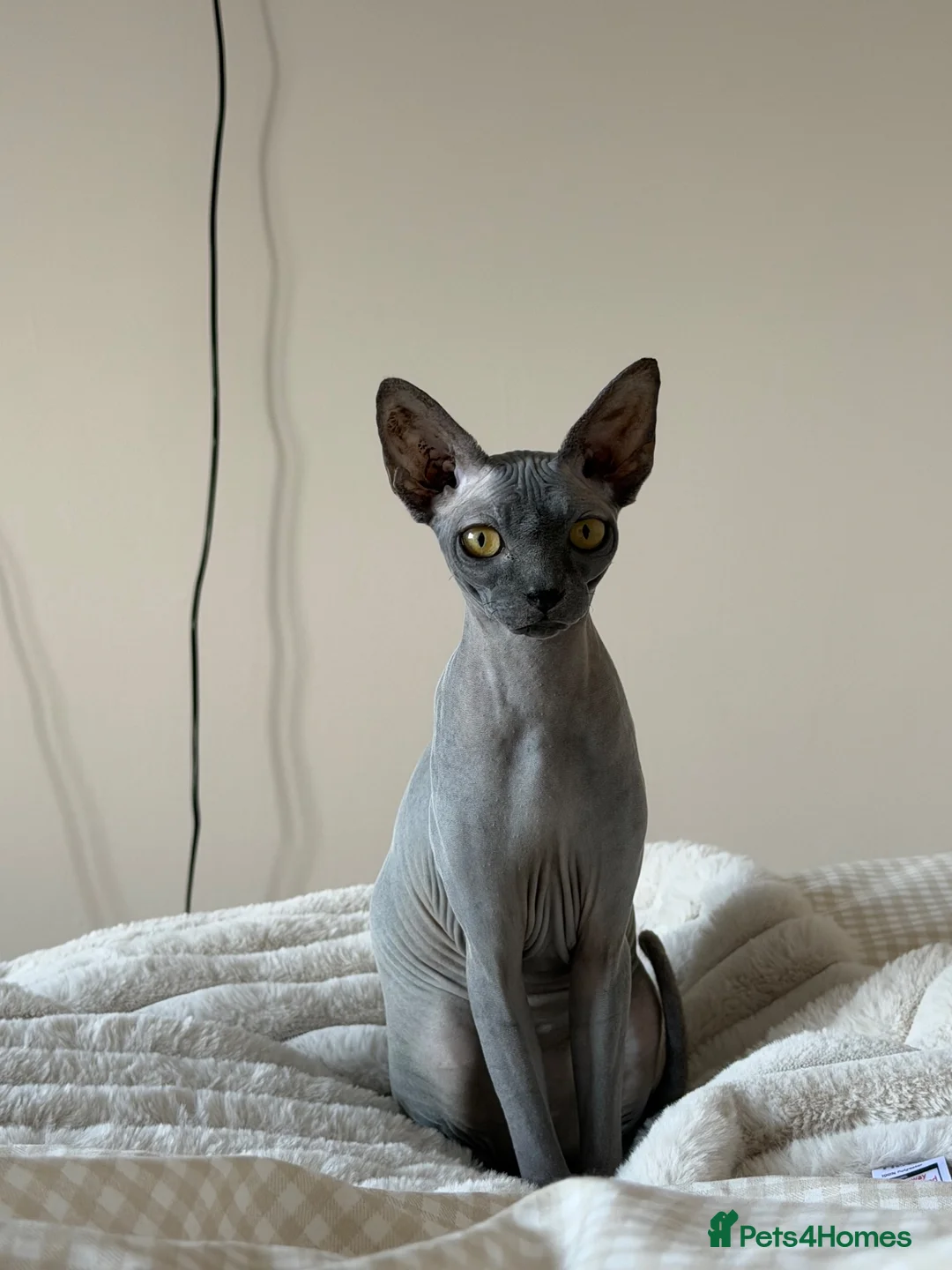 Sphynx cats for sale: 2 girl sphynx cats in Havant - Advert 3