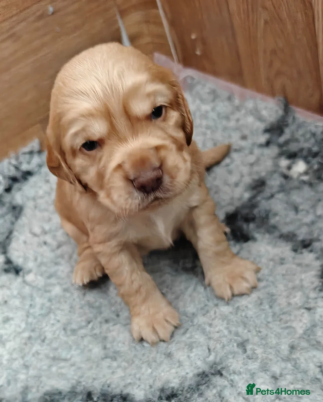 Cocker Spaniel dogs for sale: Cocker spaniel puppies  - Advert 2