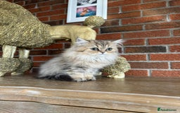 Persian cats for sale: Persian Chinchilla kittens - Image 2