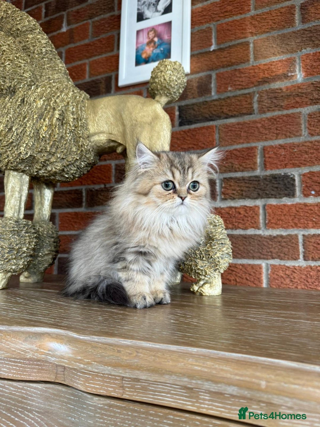Persian cats for sale: Persian Chinchilla kittens - Image 2