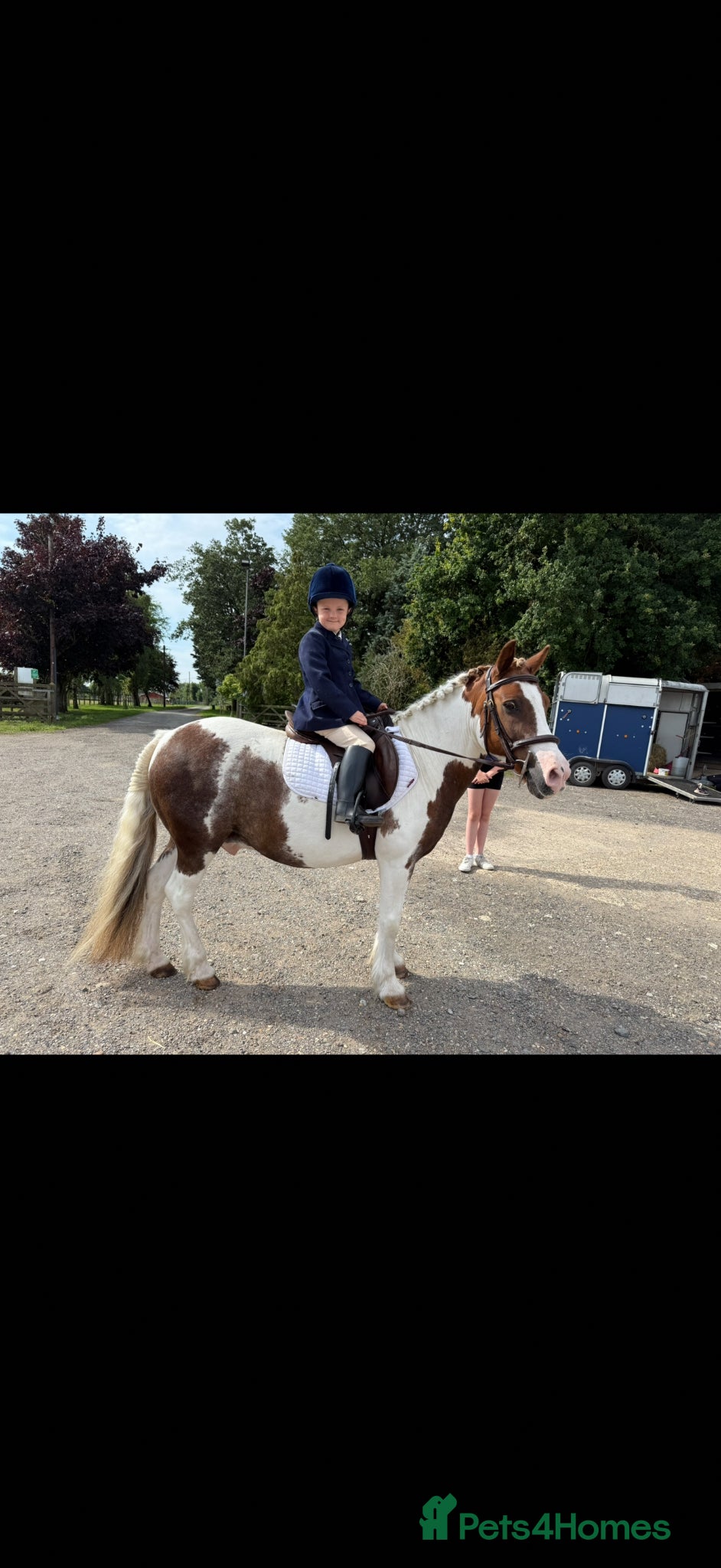 Welsh Section C horses 12.2 Family/PC Pony - Advert 2
