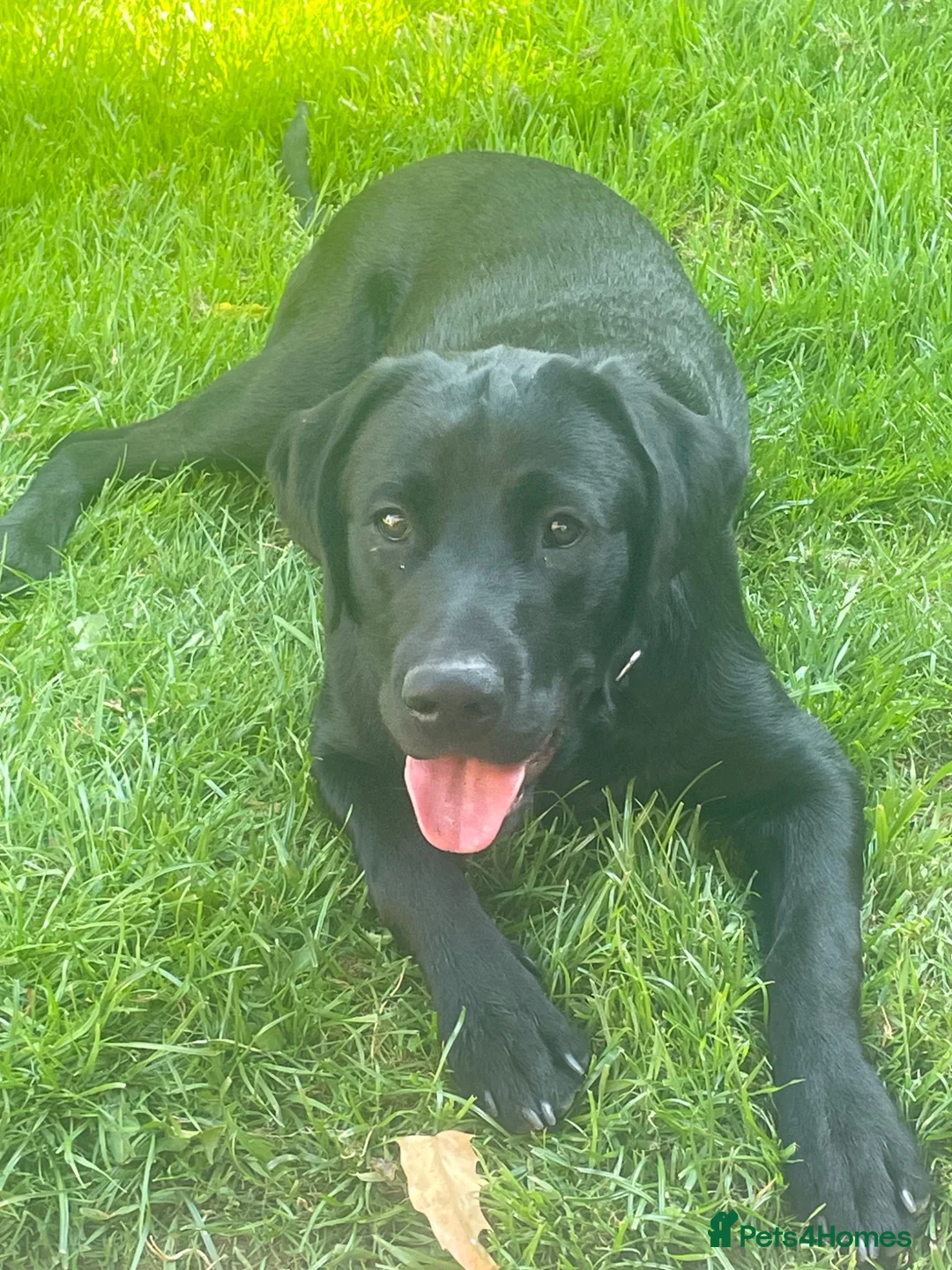 Labrador Retriever dogs for sale: Meet Milo - Advert 1