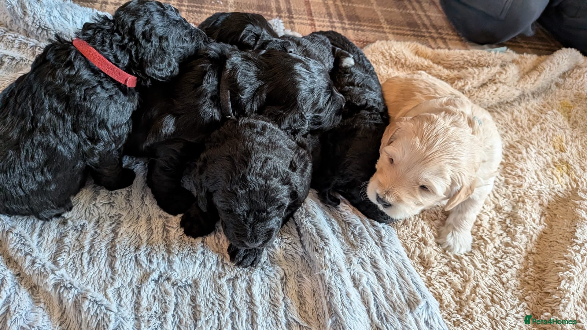 Double Doodle dogs Double Doodle puppies  - Advert 15