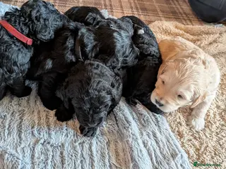 Double Doodle dogs Double Doodle puppies - Advert 15