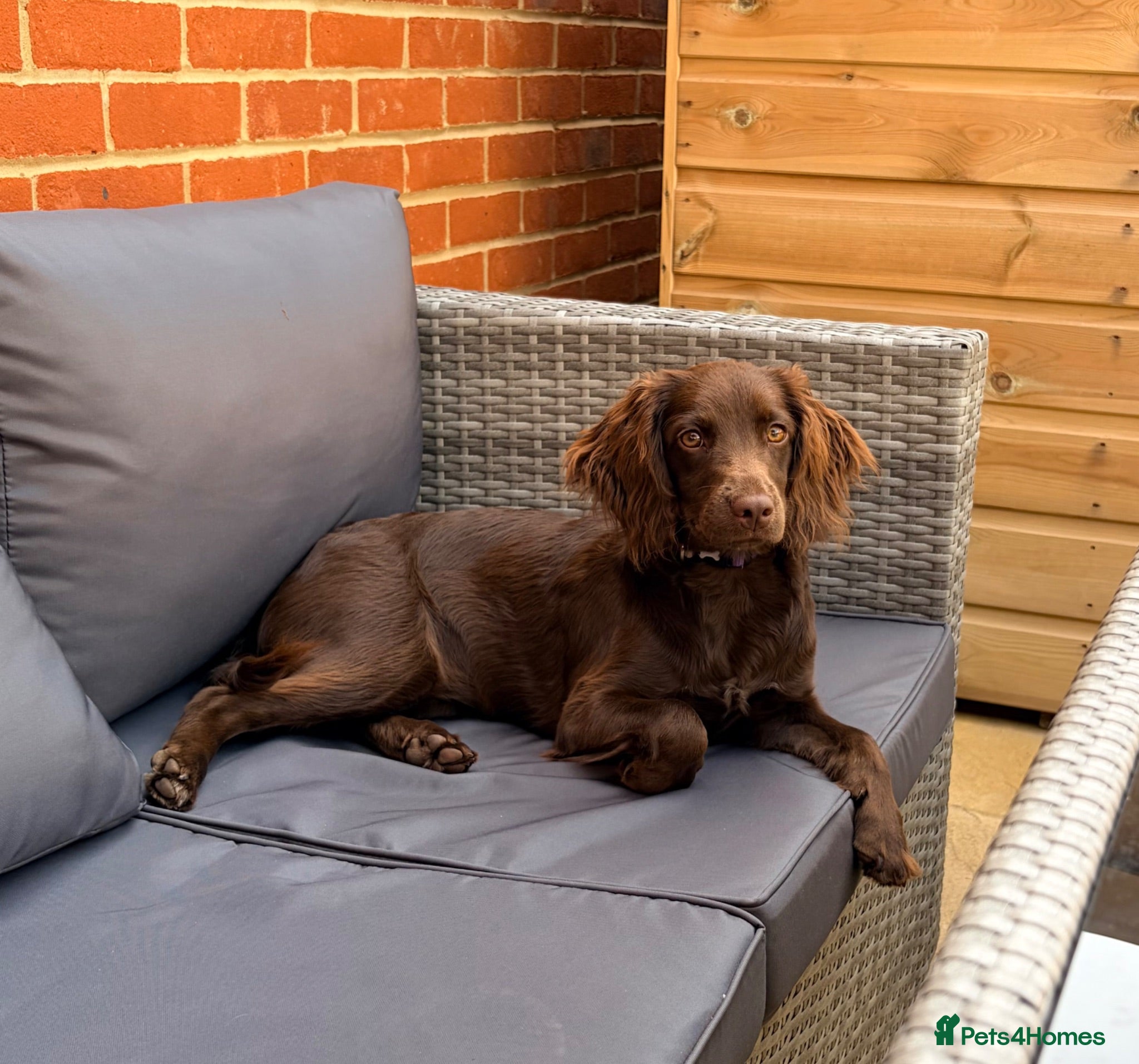 Mixed Breed dogs Sprockerdoo  - Advert 6