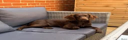 Mixed Breed dogs for sale: Sprockerdoo  in Bexhill-on-Sea - Advert 1