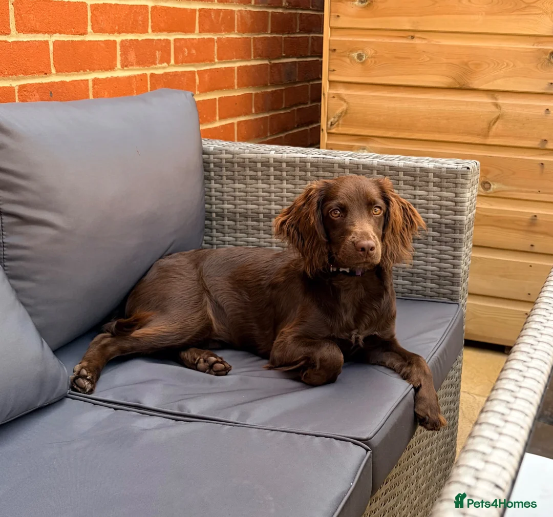 Mixed Breed dogs for sale: Sprockerdoo  in Bexhill-on-Sea - Advert 1