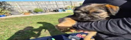 Border Terrier dogs for sale: SLEM CLEAR and KC REGISTERED  - Advert 6