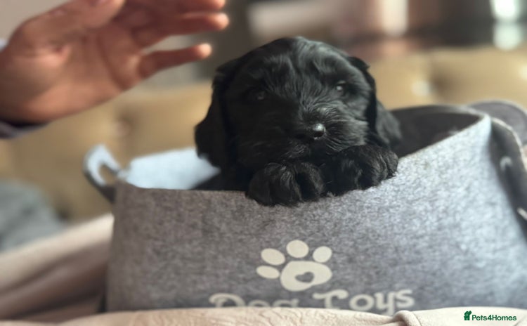Cockapoo dogs - Advert 3
