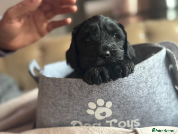 Cockapoo dogs - Advert 4