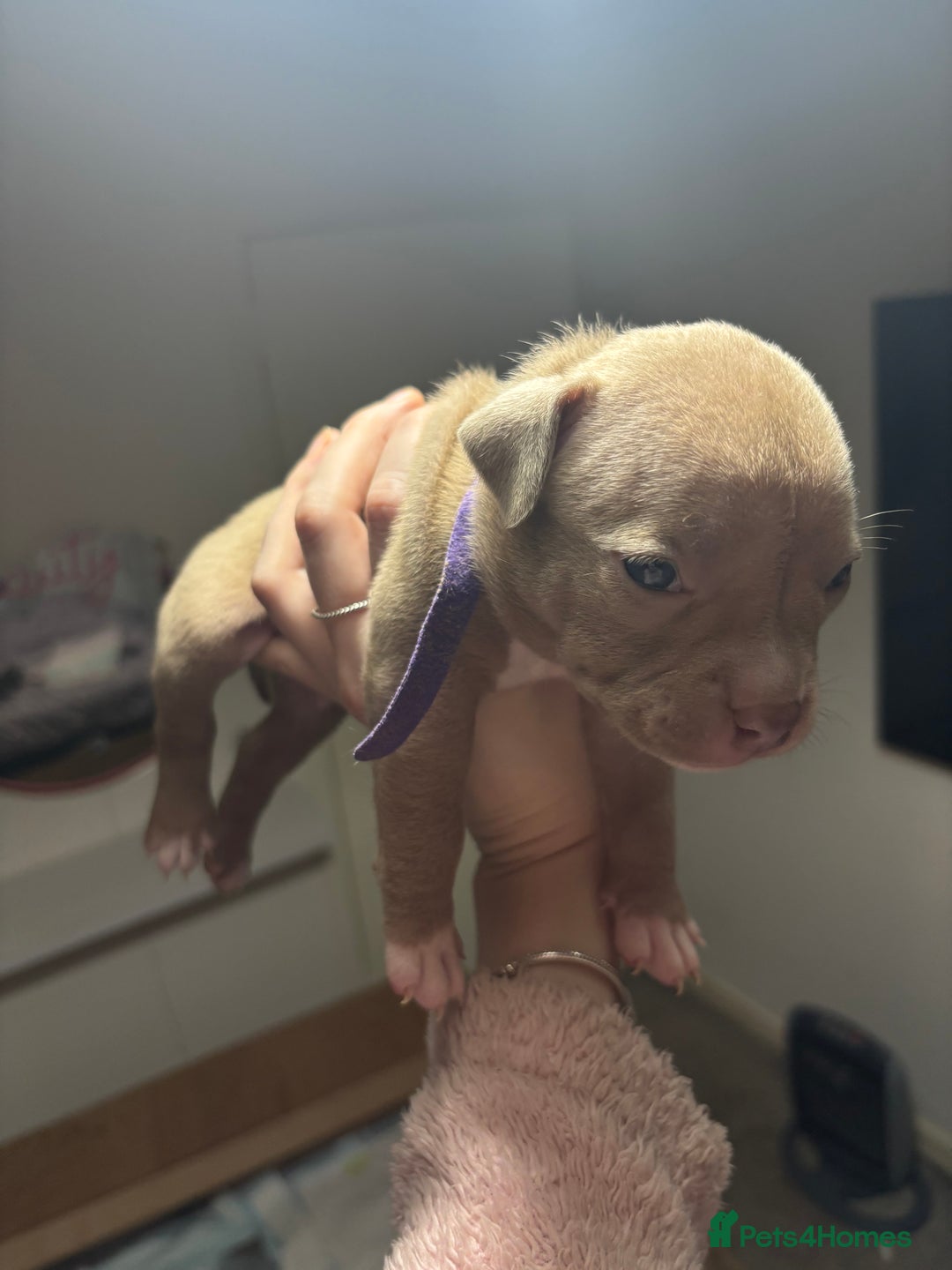American Bully dogs for sale: Pocket Bully Puppies - Advert 25
