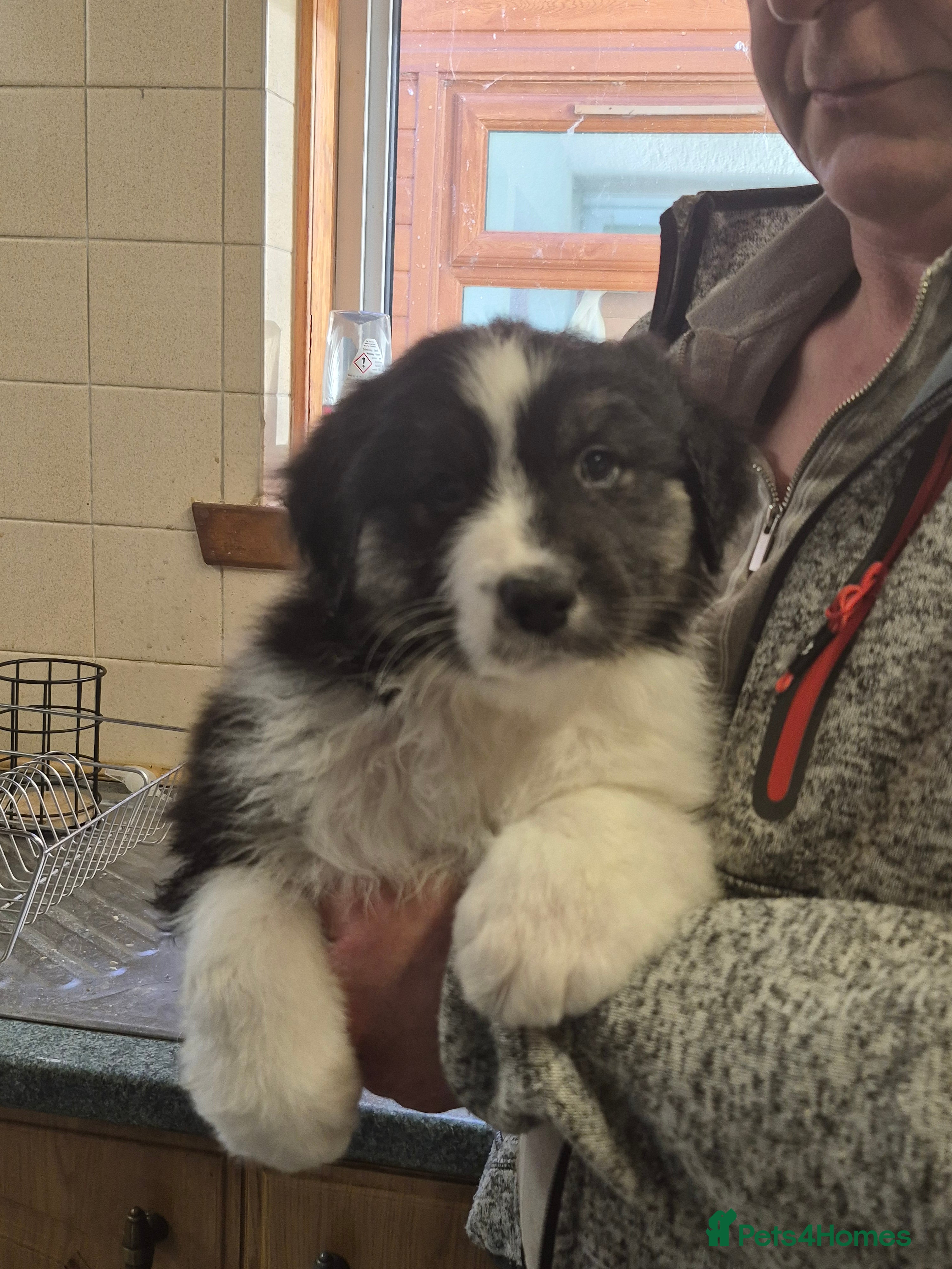 Australian Shepherd dogs Australian Shepherd Puppies - Advert 2