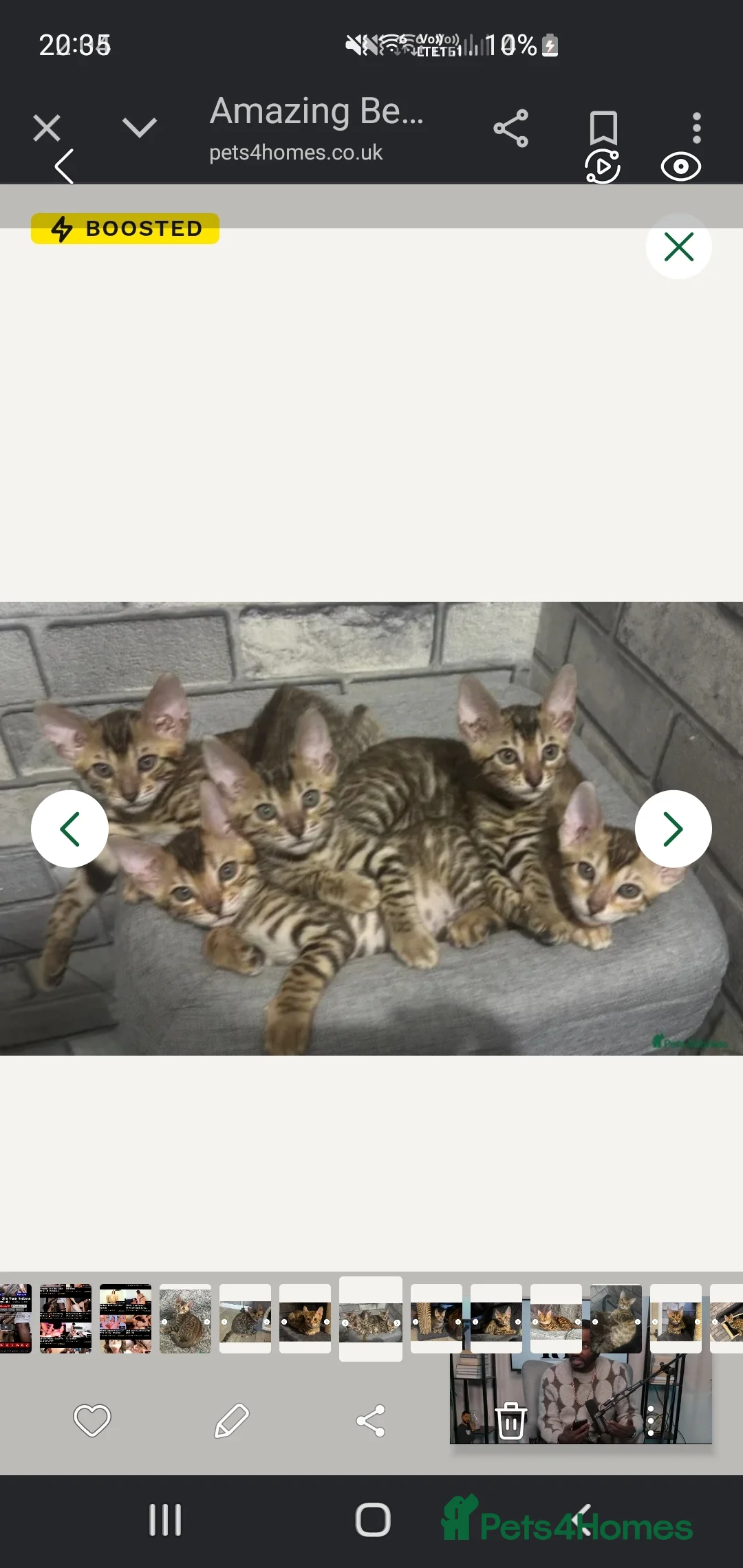 Bengal cats for sale: BEAUTIFUL PEDIGREE BENGAL GIRL! - Advert 5
