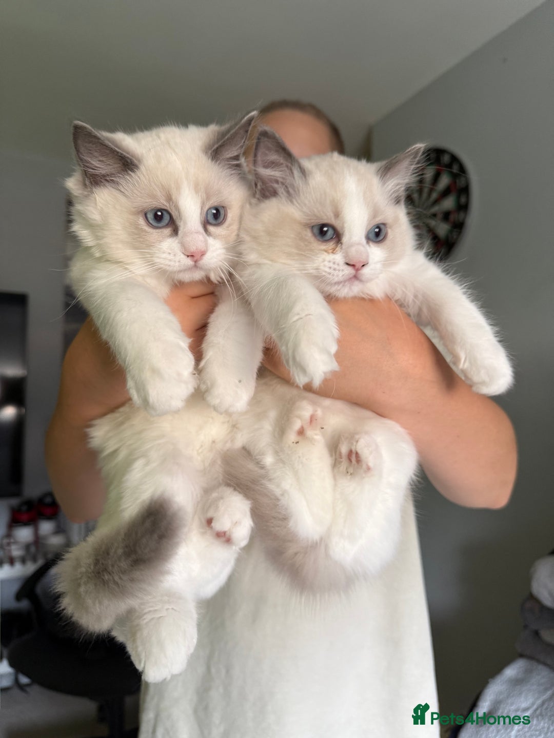 Ragdoll cats for sale: 5 generation ragdolls - Image 4