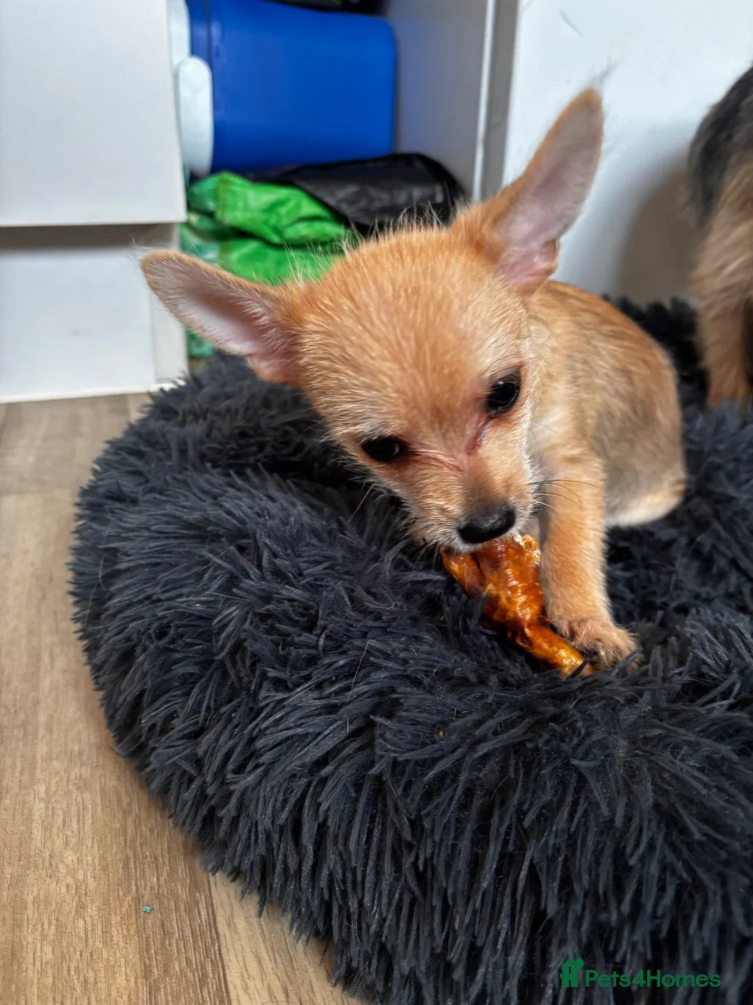 Chorkie dogs for sale: Chorkie boy for sale  - Advert 2