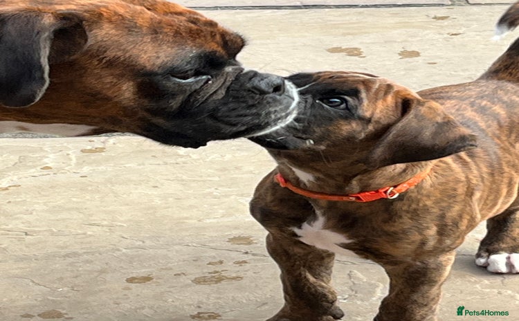 Boxer dogs - Advert 4
