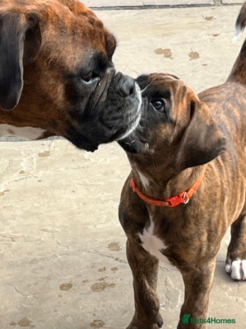 Boxer dogs - Advert 3