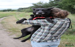Mixed Breed dogs for adoption: 💖🐶 MARY 🐶💖 - Image 5