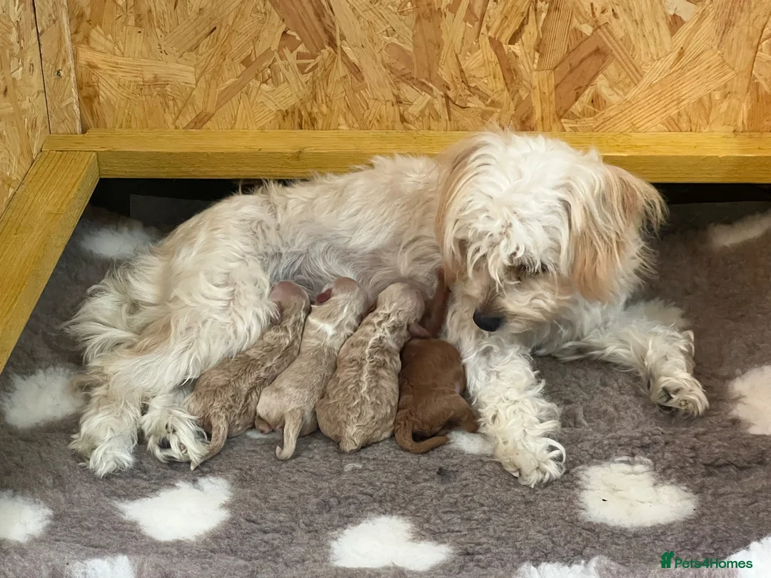Maltipoo dogs for sale: Maltipoo puppy’s  - Advert 2