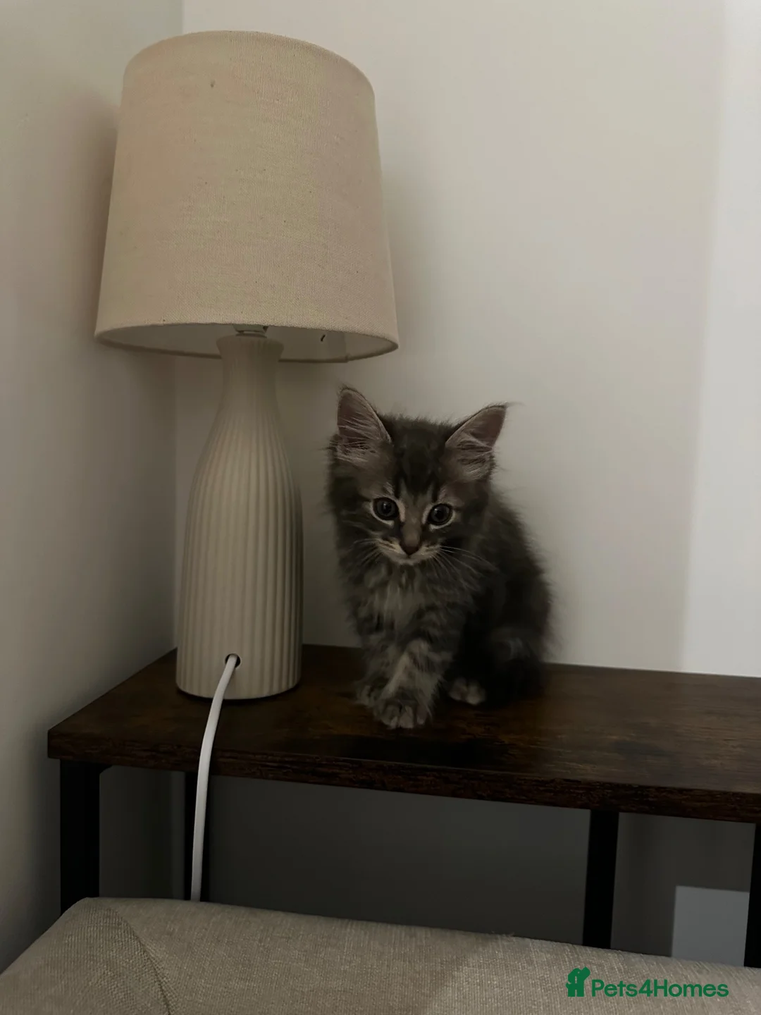Mixed Breed cats for sale: Cutest little boy! - Advert 2