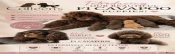 Cavapoo dogs for sale: 🤎Chocolate F1 ExtensivelyHealthTested  - Advert 4