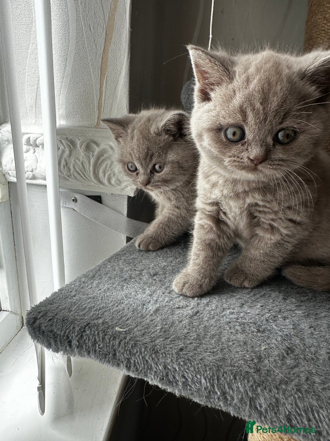 British Shorthair cats for sale: 4 Gorgeous chunky British shorthair kittens  - Image 16
