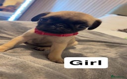 Pug dogs for sale: 4 beautiful puppy pugs - Image 2