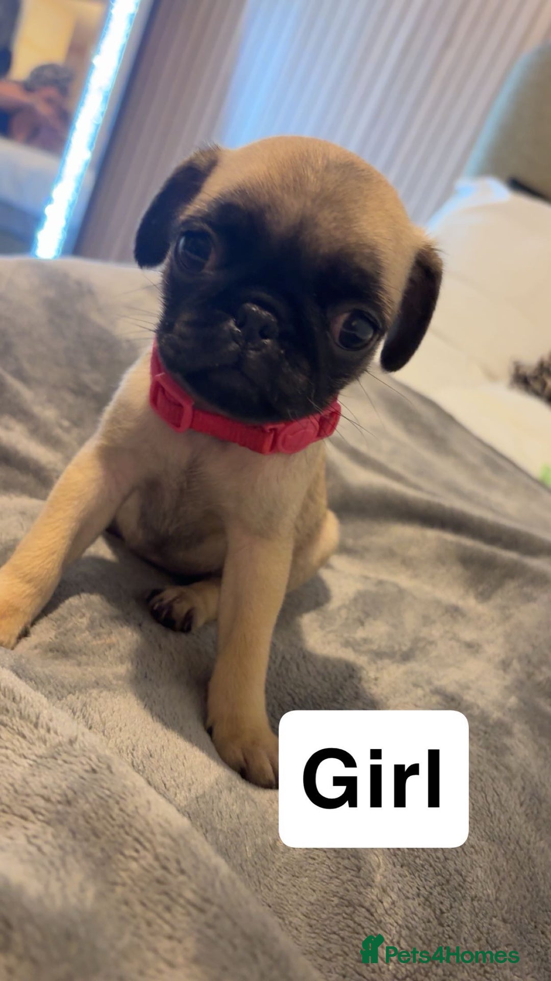 Pug dogs for sale: 4 beautiful puppy pugs - Image 2