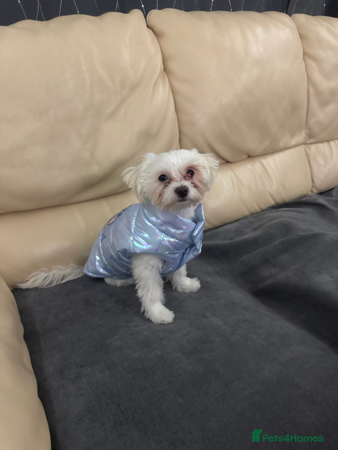 Bichon Frise dogs for sale: Sweet & Loving Bichon Frise Girl Looking for home  - Advert 13