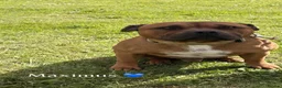 Staffordshire Bull Terrier dogs for sale: Two beautiful Staffordshire bull terriers for sale - Advert 6