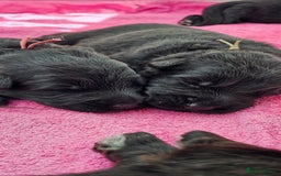 German Shepherd dogs for sale: BOTH PARENTS ARE ALL DNA TESTS CLEAR  - Image 9