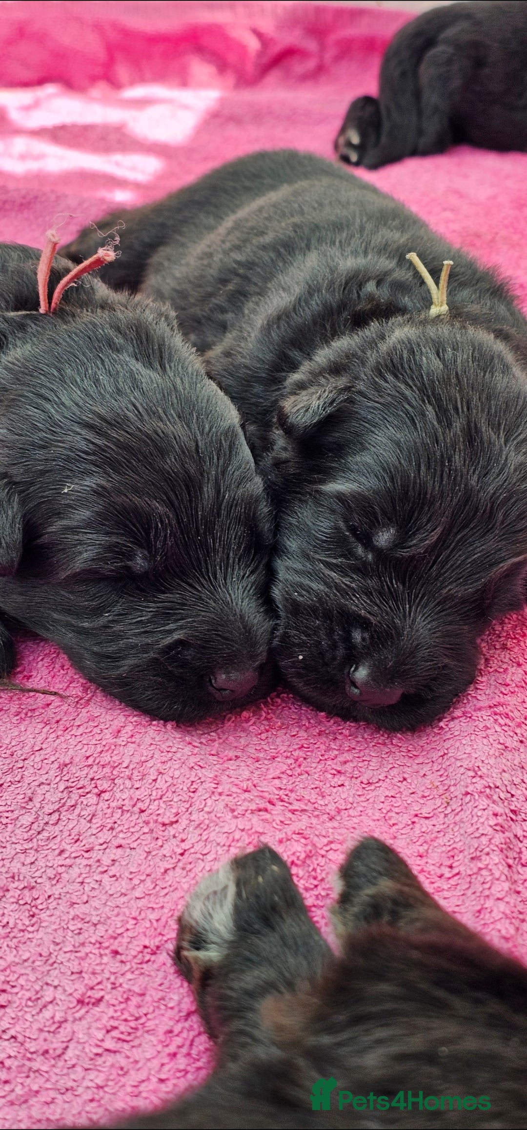 German Shepherd dogs for sale: BOTH PARENTS ARE ALL DNA TESTS CLEAR  - Image 9